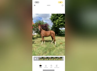 Pony tedesco, Stallone, 2 Anni, 148 cm, Sauro