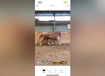 Pony tedesco, Stallone, 2 Anni, 148 cm, Sauro