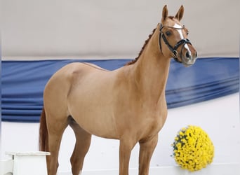 Pony tedesco, Stallone, 2 Anni, 149 cm, Falbo