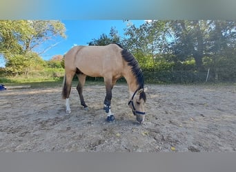 Pony tedesco, Stallone, 2 Anni, 149 cm