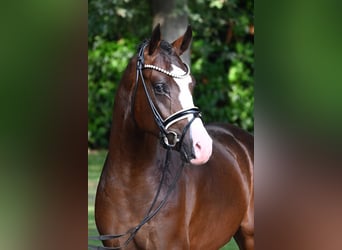 Pony tedesco, Stallone, 2 Anni, 150 cm, Baio scuro