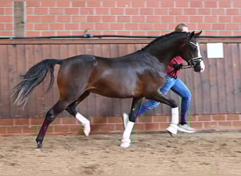 Pony tedesco, Stallone, 2 Anni, 150 cm, Baio scuro