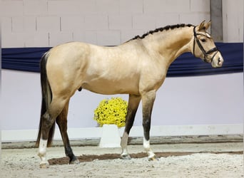 Pony tedesco, Stallone, 2 Anni, 150 cm, Falbo