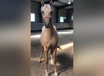 Pony tedesco, Stallone, 2 Anni, 152 cm, Palomino