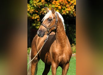 Pony tedesco, Stallone, 2 Anni, 152 cm, Palomino