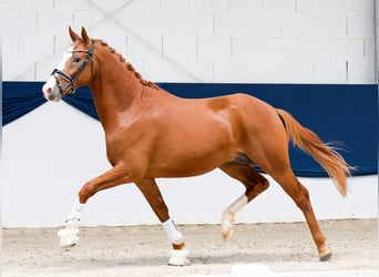 Pony tedesco, Stallone, 2 Anni, 156 cm, Sauro