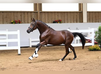 Pony tedesco, Stallone, 2 Anni, Baio