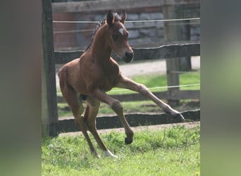 Pony tedesco, Stallone, 2 Anni, Baio