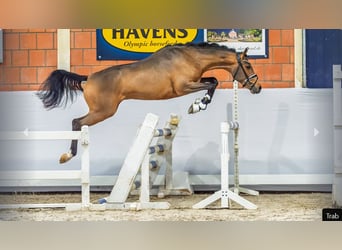 Pony tedesco, Stallone, 2 Anni, Baio