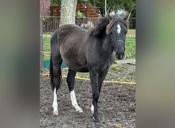 Pony tedesco, Stallone, 2 Anni