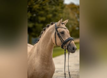 Pony tedesco, Stallone, 2 Anni, Falbo