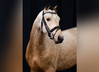 Pony tedesco, Stallone, 2 Anni, Falbo