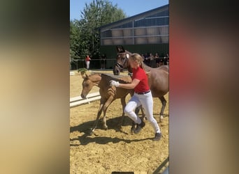 Pony tedesco, Stallone, 2 Anni, Falbo