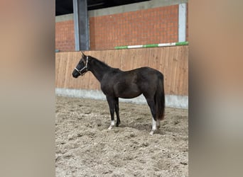 Pony tedesco, Stallone, 2 Anni, Morello