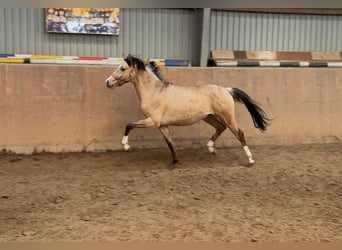 Pony tedesco, Stallone, 2 Anni, Pelle di daino