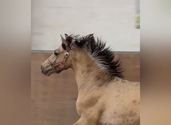 Pony tedesco, Stallone, 2 Anni, Pelle di daino