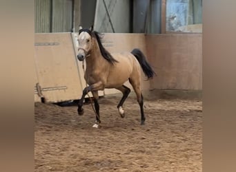 Pony tedesco, Stallone, 2 Anni, Pelle di daino