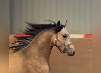 Pony tedesco, Stallone, 2 Anni, Pelle di daino