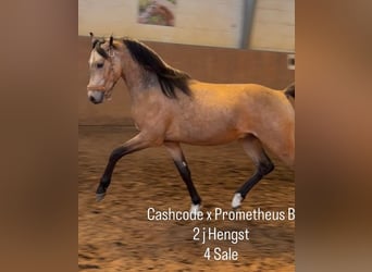 Pony tedesco, Stallone, 2 Anni, Pelle di daino