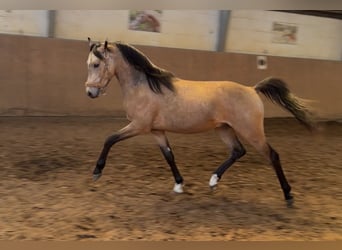 Pony tedesco, Stallone, 2 Anni, Pelle di daino