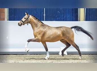 Pony tedesco, Stallone, 2 Anni, Pelle di daino