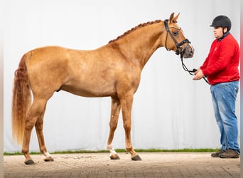Pony tedesco, Stallone, 2 Anni, Red dun