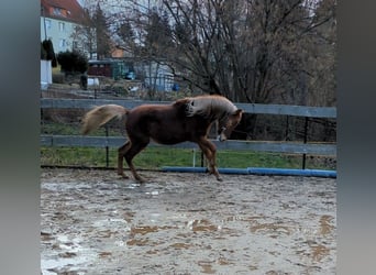 Pony tedesco, Stallone, 2 Anni, Sauro