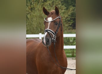Pony tedesco, Stallone, 2 Anni, Sauro