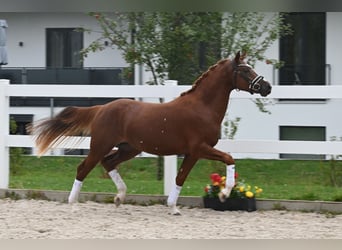 Pony tedesco, Stallone, 2 Anni, Sauro
