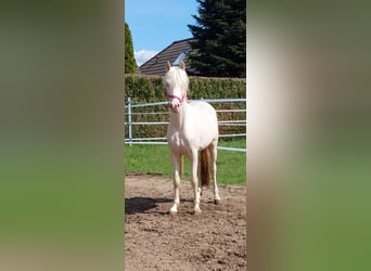 Pony tedesco, Stallone, 3 Anni, 135 cm, Perlino