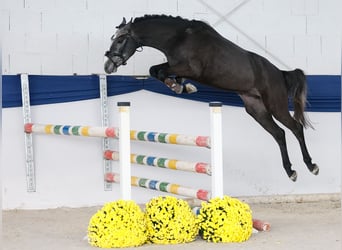 Pony tedesco, Stallone, 3 Anni, 137 cm, Grigio