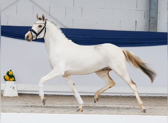 Pony tedesco, Stallone, 3 Anni, 137 cm, Pezzato