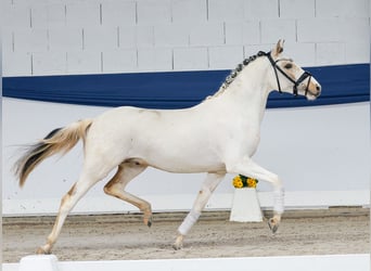 Pony tedesco, Stallone, 3 Anni, 137 cm, Pezzato