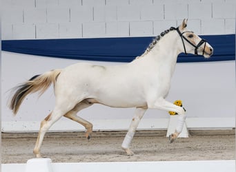 Pony tedesco, Stallone, 3 Anni, 137 cm, Pezzato