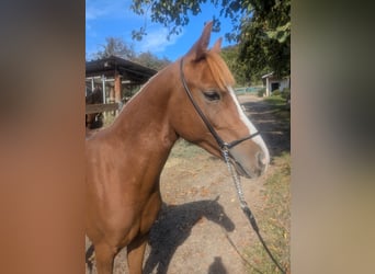 Pony tedesco Mix, Stallone, 3 Anni, 138 cm, Sauro