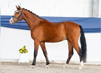 Pony tedesco, Stallone, 3 Anni, 140 cm, Baio