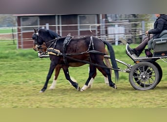 Pony tedesco, Stallone, 3 Anni, 142 cm, Baio