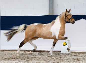 Pony tedesco, Stallone, 3 Anni, 143 cm, Pezzato