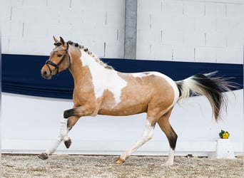 Pony tedesco, Stallone, 3 Anni, 143 cm, Pezzato