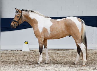 Pony tedesco, Stallone, 3 Anni, 143 cm, Pezzato