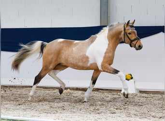 Pony tedesco, Stallone, 3 Anni, 143 cm, Pezzato
