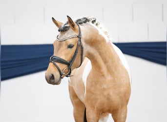 Pony tedesco, Stallone, 3 Anni, 143 cm, Pezzato