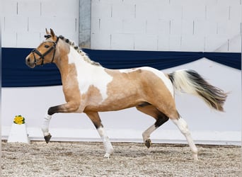 Pony tedesco, Stallone, 3 Anni, 143 cm, Pezzato