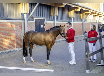 Pony tedesco, Stallone, 3 Anni, 144 cm, Baio