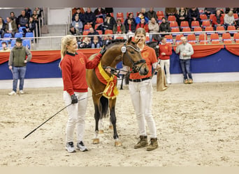 Pony tedesco, Stallone, 3 Anni, 144 cm, Baio