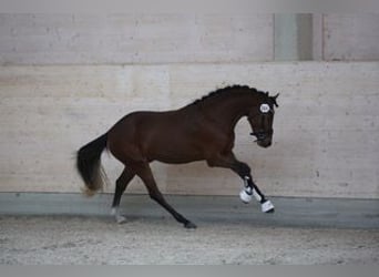 Pony tedesco, Stallone, 3 Anni, 144 cm, Baio