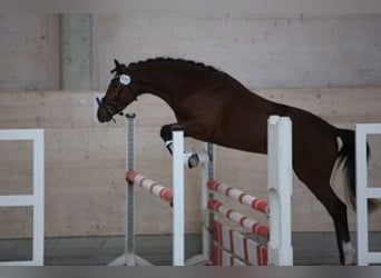 Pony tedesco, Stallone, 3 Anni, 144 cm, Baio