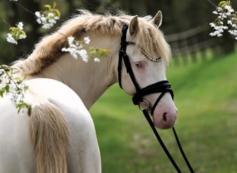 Pony tedesco, Stallone, 3 Anni, 144 cm, Perlino