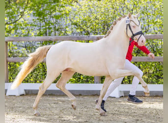 Pony tedesco, Stallone, 3 Anni, 144 cm, Perlino