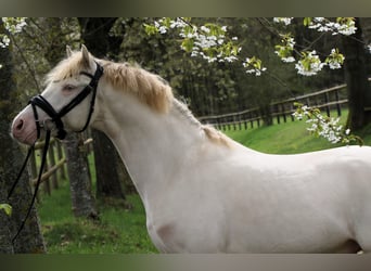 Pony tedesco, Stallone, 3 Anni, 144 cm, Perlino